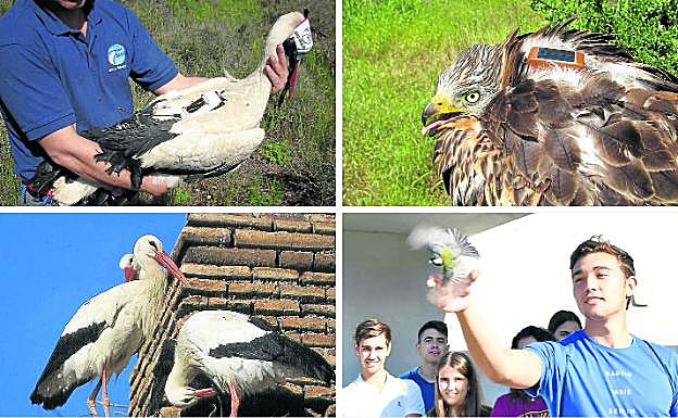 Aves de paso | El Diario Vasco